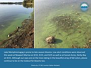 Collage of photos showing a cyanobacteria bloom.