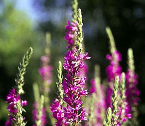 The DEC is now allowed to help stop the spread of invasive species like Purple Loosestrife. Photo by DNR.