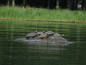 Basking map turtles. Photo by Megan Epler Wood.
