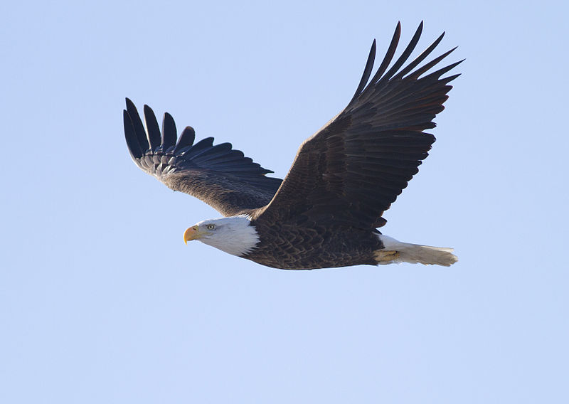 Featured image of post Sea Eagle Crossword Clue Dan We have 6 possible answers for the clue sea eagle which appears 310 times in our database
