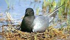 Black Tern. Photo by USFWS.