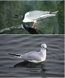 Bonaparte’s gull in both breeding and winter plumage. Photos by Wikipedia.