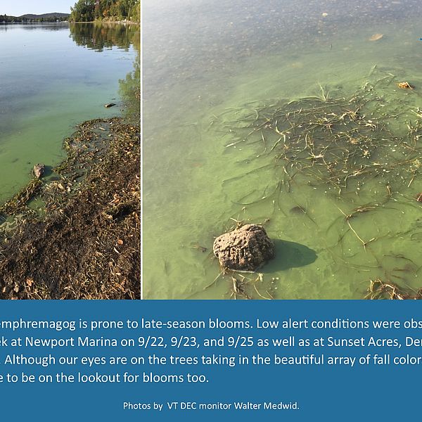 Collage of photos showing a cyanobacteria bloom.