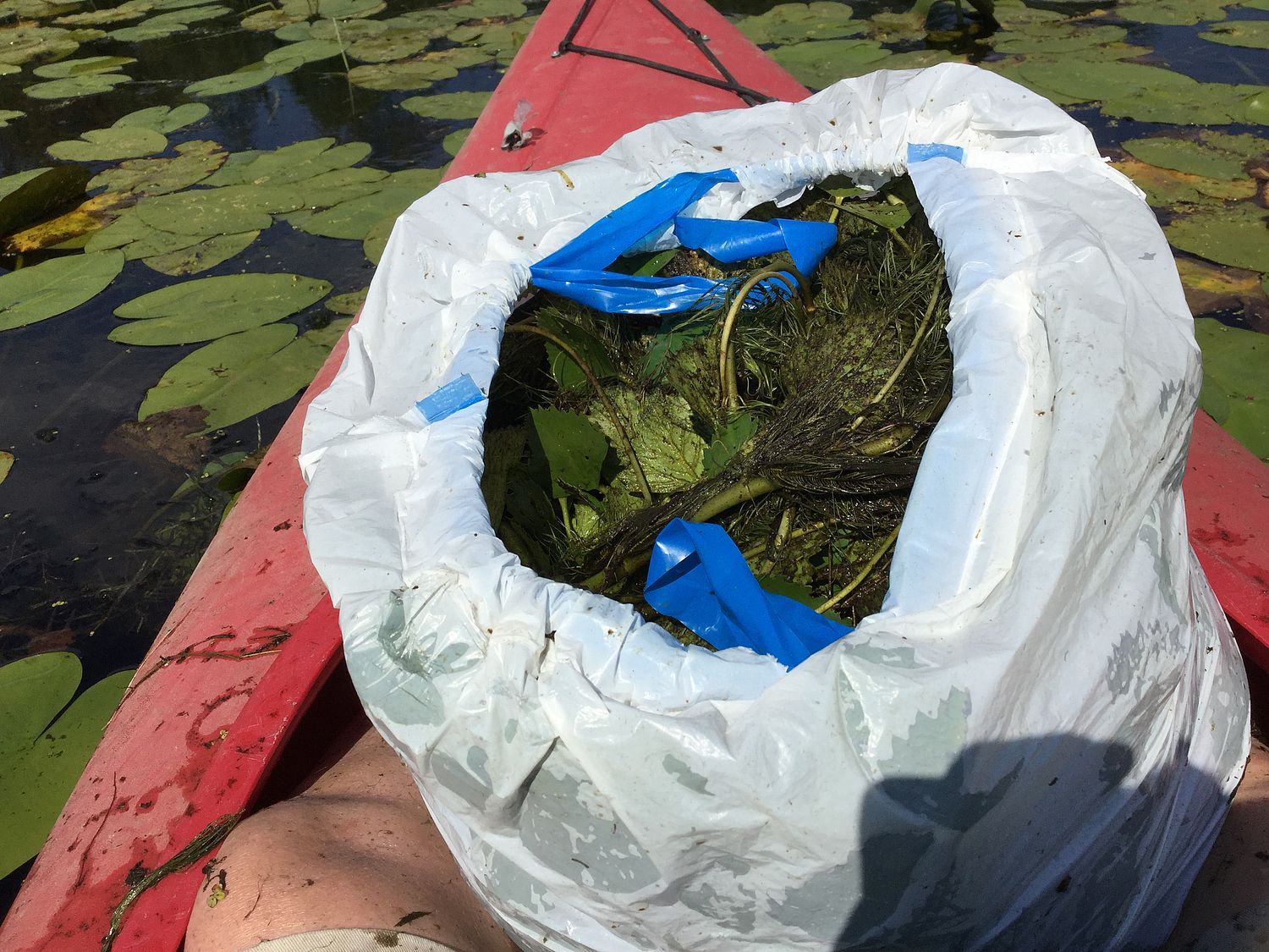 LCC Finds Water Chestnut During Invasives Surveys LCC