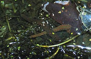 Leeches - Lake Champlain Committee