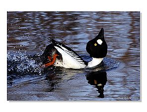 A male goldeneye displaying courtship behavior. Photo by Chuck Roberts on Flickr.