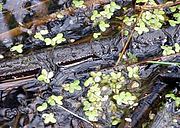 Green splotches of Duckweed on Lake Champlain. Photo by Amy Calkins.