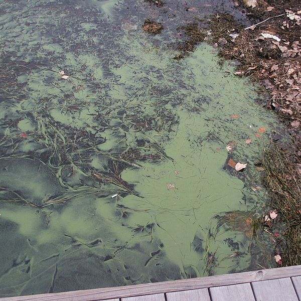 An algae bloom. Photo by Angela Shambaugh.