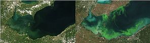 Satellite image showing mild bloom on Lake Erie in 2004. Right – Satellite image showing 2011 blue-green algae bloom, the worst in decades. Both images courtesy of ESA/MERIS; Processed by NOAA/NCCOS.