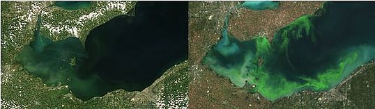 Satellite image showing mild bloom on Lake Erie in 2004. Right – Satellite image showing 2011 blue-green algae bloom, the worst in decades. Both images courtesy of ESA/MERIS; Processed by NOAA/NCCOS.