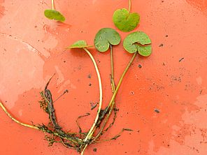 Frog-bit plants harvested from the Northeast Arm. So far, no new invasive populations have been found. Photo by Jessica Rossi.