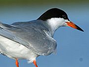 Caspian Tern. Image via Wikipedia.