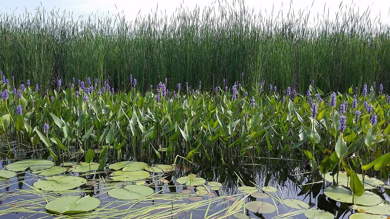 Photo of a bed of pickerelweed by Kim Jensen.