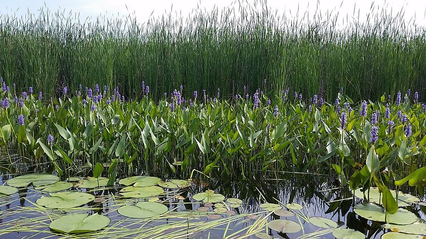 Photo of a bed of pickerelweed by Kim Jensen.