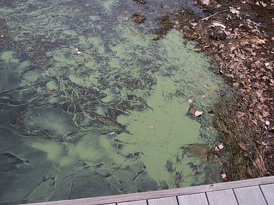 An algae bloom. Photo by Angela Shambaugh.