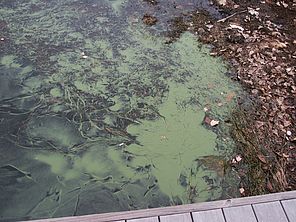 An algae bloom. Photo by Angela Shambaugh.