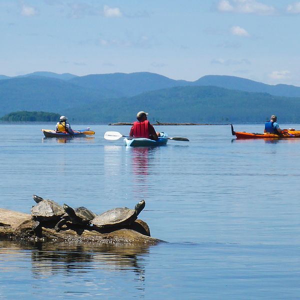 Photo of turtles on a log in Lake Champlain with kayakers in the background.