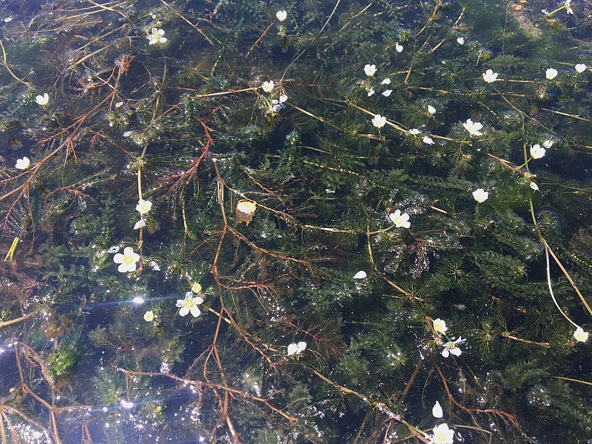 Photo of common waterweed in flower by Kate Wettergreen..
