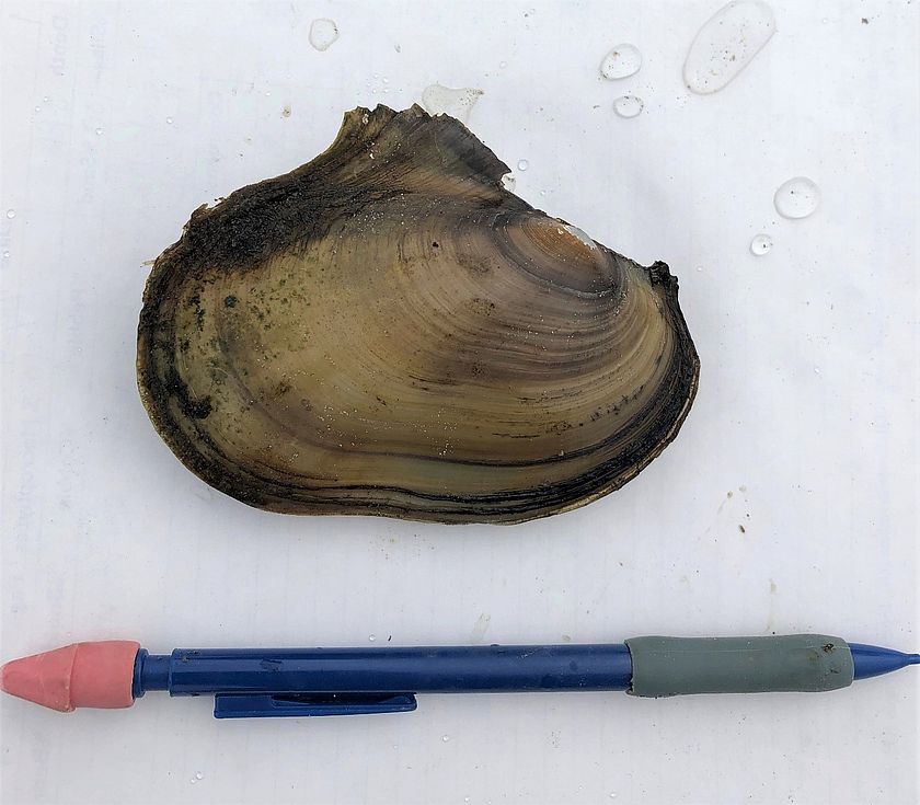A photo of a Fragile papershell freshwater mussel with a pencil in the photo for size reference. Photo by Lauren Sopher.