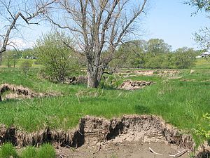 Before restoration in 2005, note the deep cut banks. The water sits about 10' below the level of the floodplain. Photo by Mike Winslow.