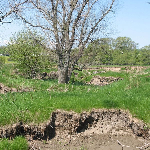 Before restoration in 2005, note the deep cut banks. The water sits about 10' below the level of the floodplain. Photo by Mike Winslow.