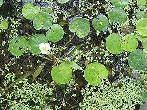 European frog-bit in flower. Photo by Mike Winslow.