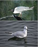 Bonaparte’s gull in both breeding and winter plumage. Photos by Wikipedia.