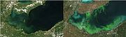 Satellite image showing mild bloom on Lake Erie in 2004. Right – Satellite image showing 2011 blue-green algae bloom, the worst in decades. Both images courtesy of ESA/MERIS; Processed by NOAA/NCCOS.