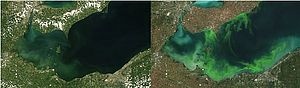 Satellite image showing mild bloom on Lake Erie in 2004. Right – Satellite image showing 2011 blue-green algae bloom, the worst in decades. Both images courtesy of ESA/MERIS; Processed by NOAA/NCCOS.