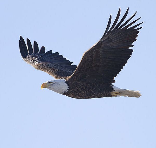 Bald eagles were once nearly unheard of in the skies of our region. Photo by Wikipedia.