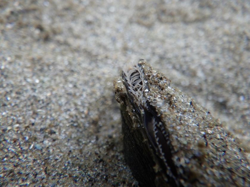 Photo of an Eastern elliptio freshwater mussel underwater in in the sandy bottom of Lake Champlain. Photo by Lauren Sopher.