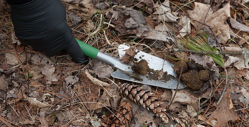 A gloved hand scooping dog poop with a trowel.