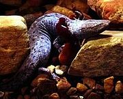 Mudpuppies are the only completely aquatic salamanders in the Champlain Valley. Photo courtesy of Wikipedia.