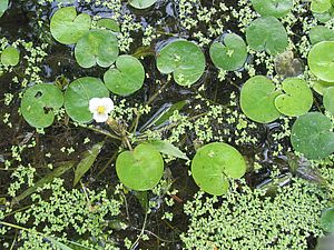 European frog-bit in flower. Photo by Mike Winslow.