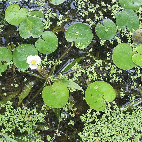 European frog-bit in flower. Photo by Mike Winslow.