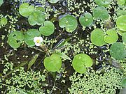 European frog-bit in flower. Photo by Mike Winslow.