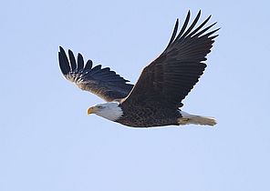 Bald eagles were once nearly unheard of in the skies of our region. Photo by Wikipedia.