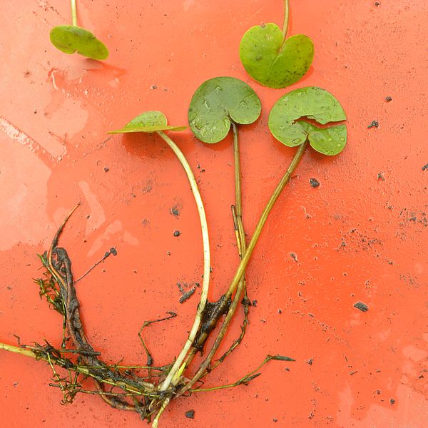 Frog-bit plants harvested from the Northeast Arm. So far, no new invasive populations have been found. Photo by Jessica Rossi.