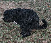 Pet poop contains bacteria and excess nutrients that are bad for our health and waterways. Photo by M. Epler Wood.