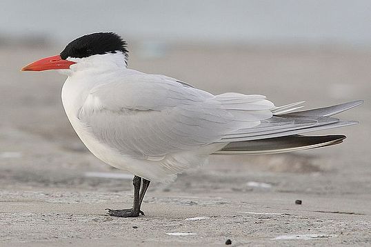 Caspian Tern. Image via Wikipedia.