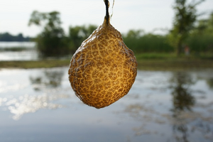 This strange looking blob is a Bryozoan colony. Photo by Lisa Miller.