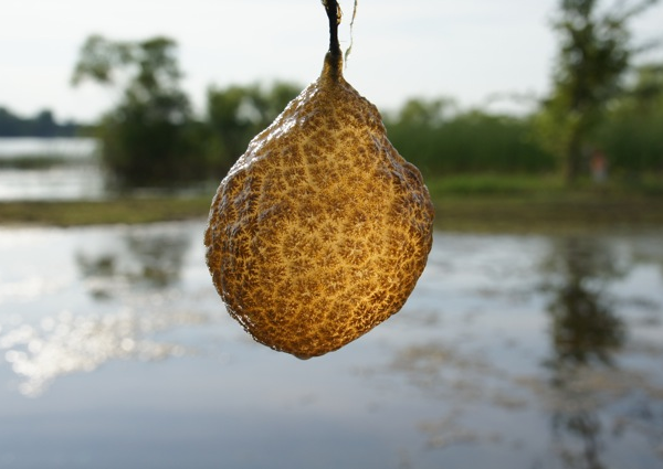This strange looking blob is a Bryozoan colony. Photo by Lisa Miller.