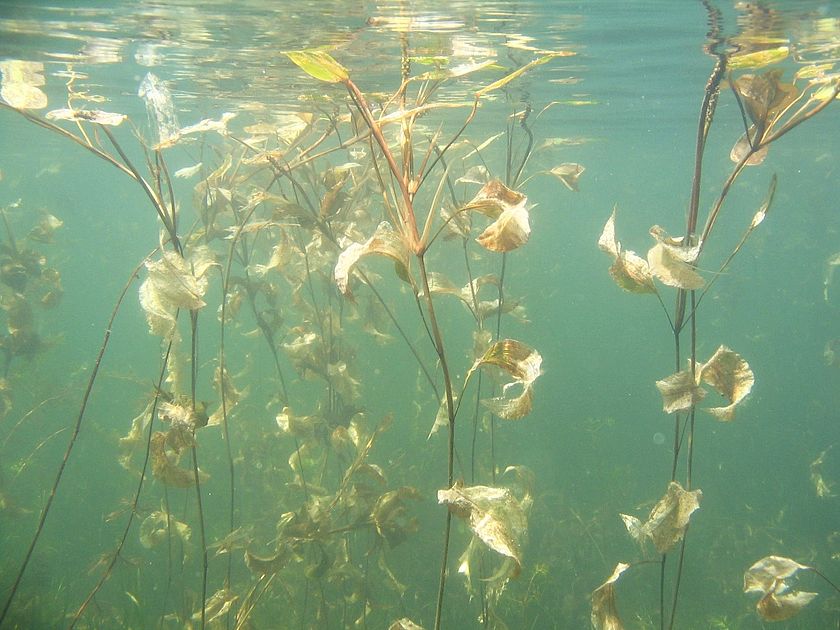 Underwater photo of big-leaved pondweed by VTDEC Staff.