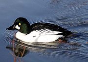 A common goldeneye male. Photo from Wikipedia.