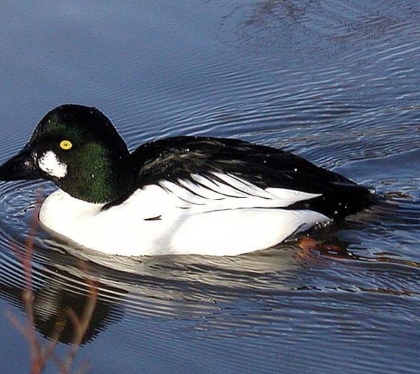 A common goldeneye male. Photo from Wikipedia.