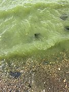 Photo of a cyanobacteria bloom by Stephanie Krzywonos. Copyright Lake Champlain Committee.