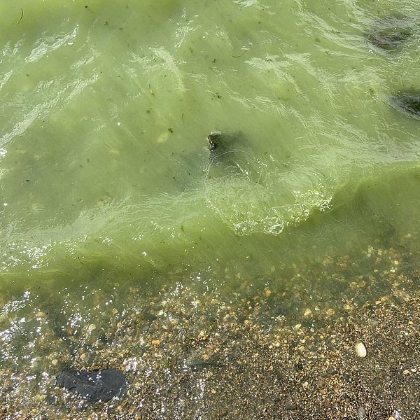 Photo of a cyanobacteria bloom by Stephanie Krzywonos. Copyright Lake Champlain Committee.