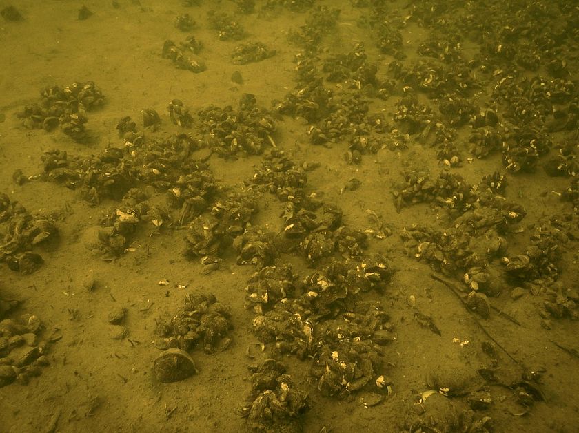 Underwater photo of a bed of native freshwater mussels infested by invasive zebra mussels.