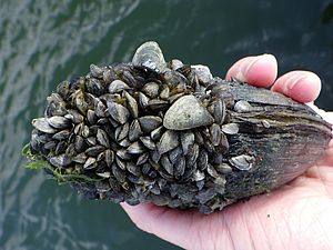 A photo of invasive Zebra Mussels on a native mussel.