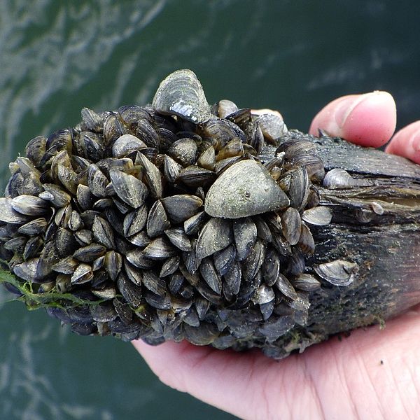 A photo of invasive Zebra Mussels on a native mussel.